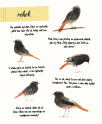 Malý atlas ptáků